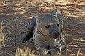 249 Okonjima, okonjima bush camp, gevlekte hyena